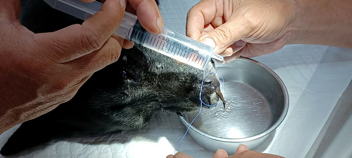 獸醫師在犬鼻吻上設一活結陷阱，另一人於鼻頭上噴水，引誘水蛭露出於鼻腔外，當2隻水蛭出現時，一瞬間以活結綁住水蛭並將其拖出鼻腔。 圖：新北市動保處提供