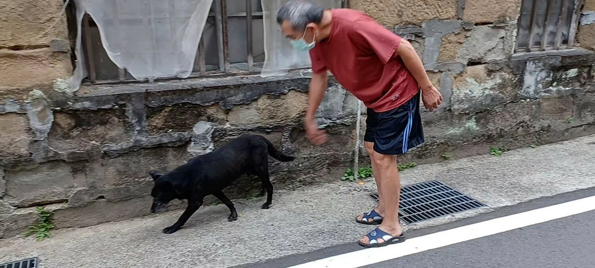 4天後病犬恢復健康，不再病懨懨的趴著不動，回到原棲息地，又開始了生龍活虎般到處閒逛。 圖：新北市動保處提供