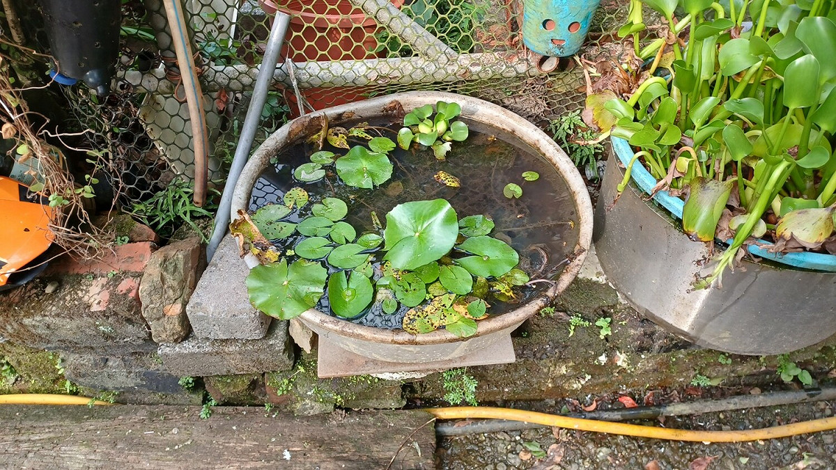 陳情人黃先生告知，鼻腔水蛭犬常至此處喝水，為里民引山泉溪水用來種植水生植物的非流動水源盆栽。 圖：新北市動保處提供