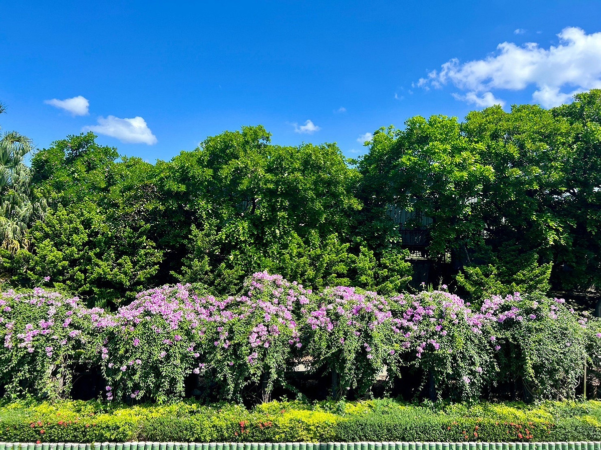 走訪泰山楓樹河濱公園，可見成串的蒜香藤花由高處垂落。 圖：新北市景觀處提供