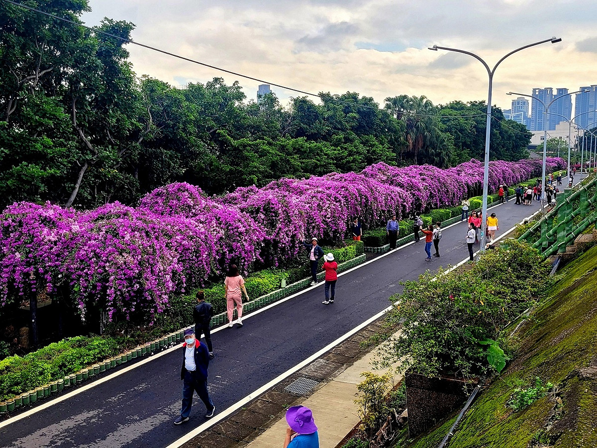 泰山楓樹河濱公園綿延百尺的蒜香藤花瀑（資料照片：110年花況）。 圖：新北市景觀處提供