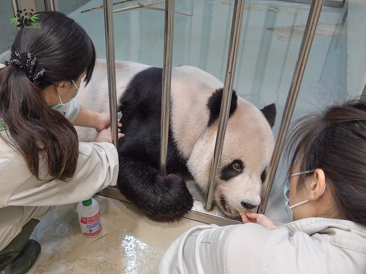 台北市立動物園證實大熊貓團團今下午病逝。 圖：台北市立動物園 / 提供（資料照）