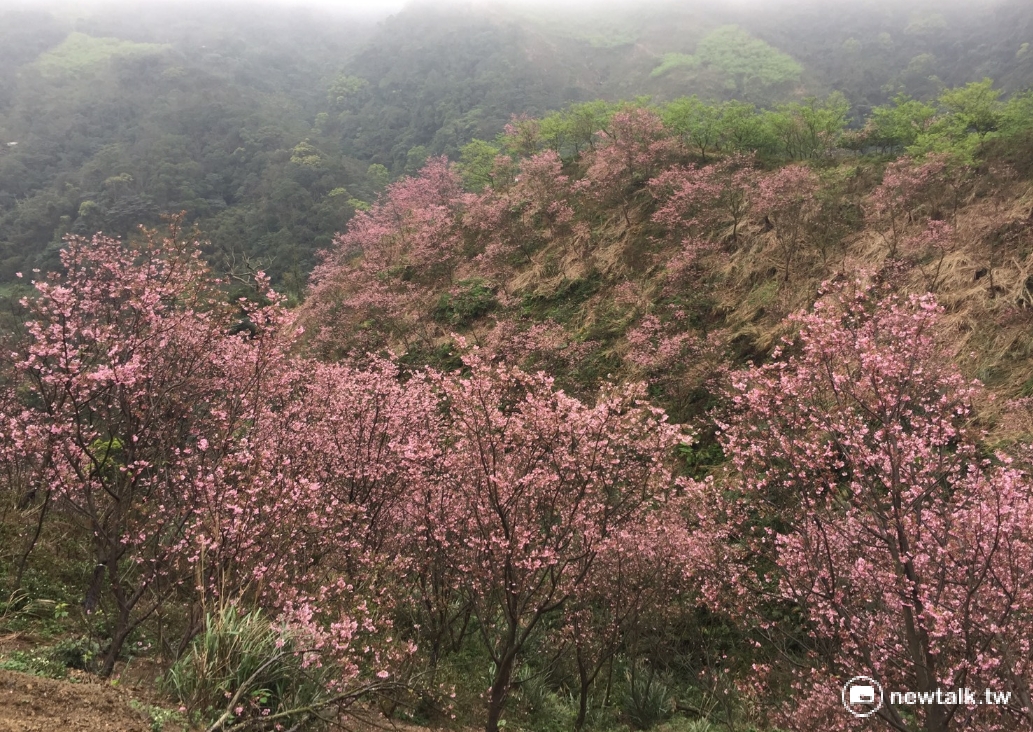 三峽熊空櫻花林今日(3/19)花況，接近滿開，3萬株櫻花期開的美景，非常壯觀。 圖：周雨陵提供