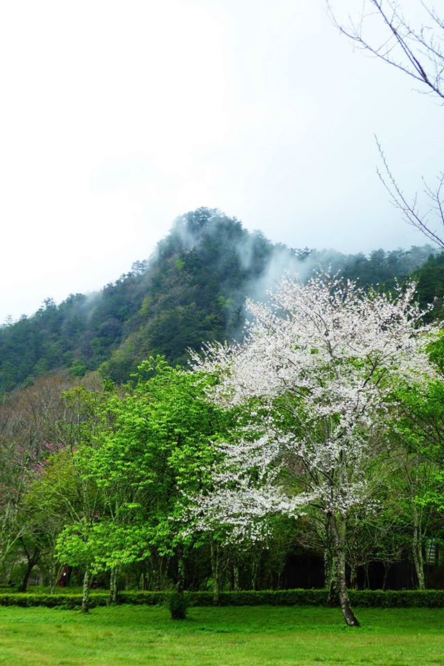 海拔高度介於1100~2600 公尺間的奧萬大，山嵐間的飄來的雲霧，頗有人間仙境的感覺。 圖：翻攝自奧萬大情報站臉書