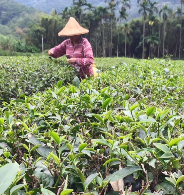 三峽的茶園種植面積將近980公頃，是北部地區重要的茶產地之一，受氣候影響，今年碧螺春茶產量可能大幅減少。 圖：翻攝自天芳茶行臉書