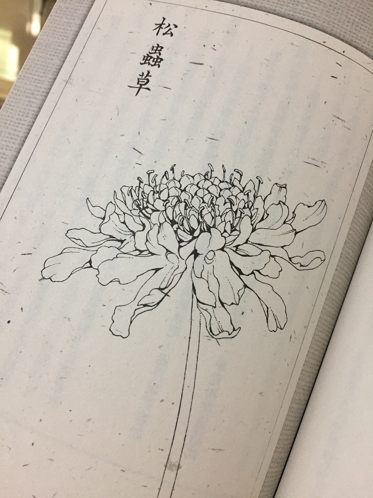 《冬蟲夏草》中的插畫松蟲草。 圖：三餘書店提供。