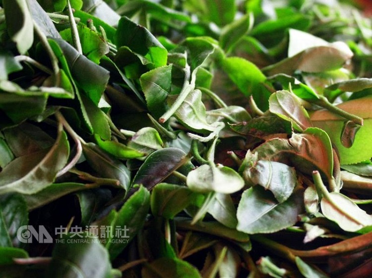 食藥署日前公告開放農藥「氟派瑞」可用於茶葉中，引發各界反彈。 圖：中央社資料照片