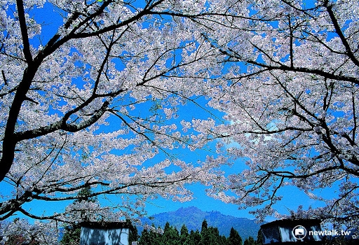 今年寒流來得晚，連帶阿里山櫻花也開得晚。公路總局提醒，後續花季疏運交通管制尚有3月25日(星期六)、26日(星期日)及清明連假4月1日(星期六)至4月4日(星期二)共6日，請計畫前往阿里山賞花的民眾可提早規劃準備。 圖：翻攝自交通部觀光局網站
