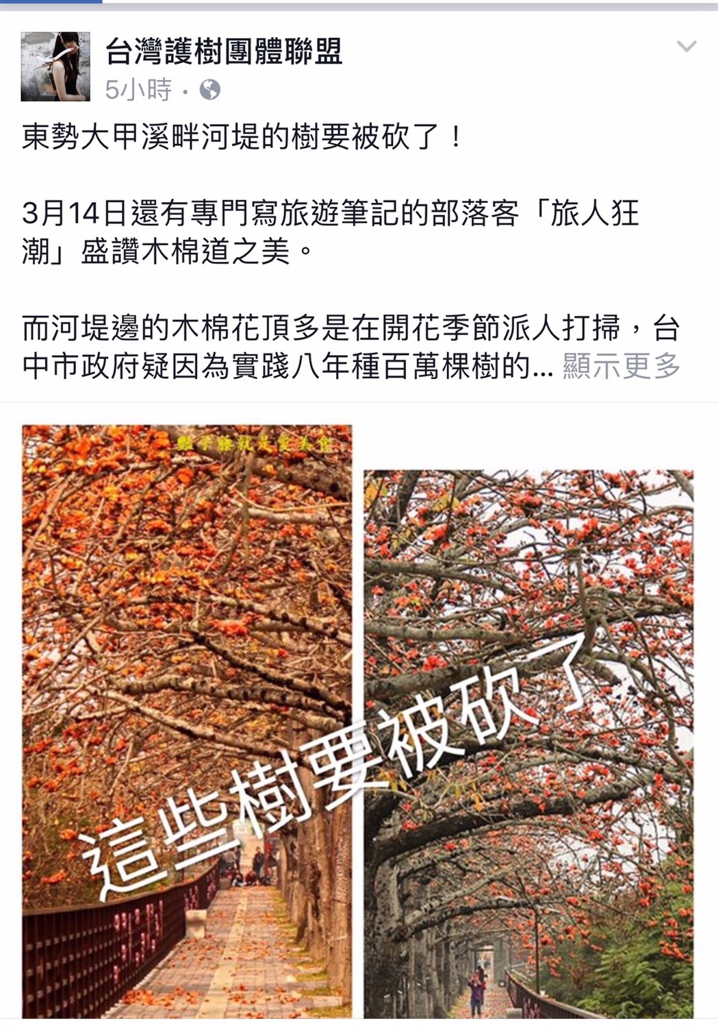 「台灣護樹團體聯盟」於26日上午近十點左右，於其臉書指稱:東勢大甲溪畔河堤的樹要被砍了！台中市長林佳龍除於其臉書和發佈新聞稿澄清外，並直接發line 斷然否認，砍樹的網路謠言，台中市政府並強調，請大家避免相信網路不實謠言！長按訊息傳給親朋好友，讓大家獲得正確資訊。」 圖:陳建志 攝