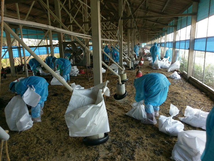 檢疫人員撲殺感染禽流感雞隻。 新頭殼資料照片