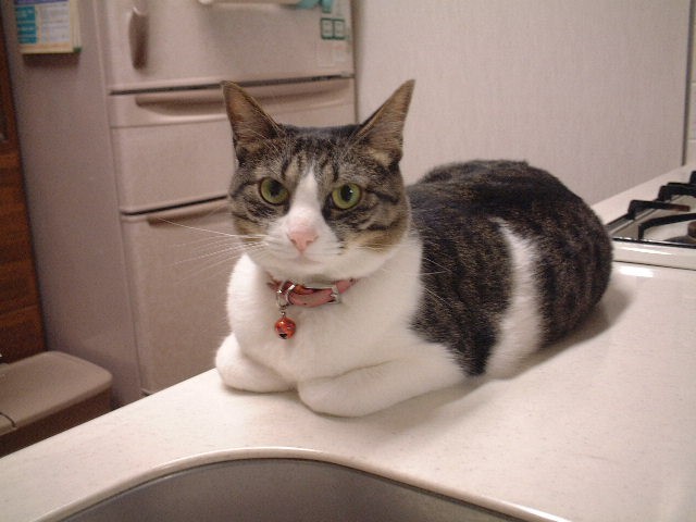 折手手坐是體型較小的貓科動物才會出現的姿勢，幾乎只有貓咪身上才看得到。 圖：寵毛網petsmao資訊平台提供