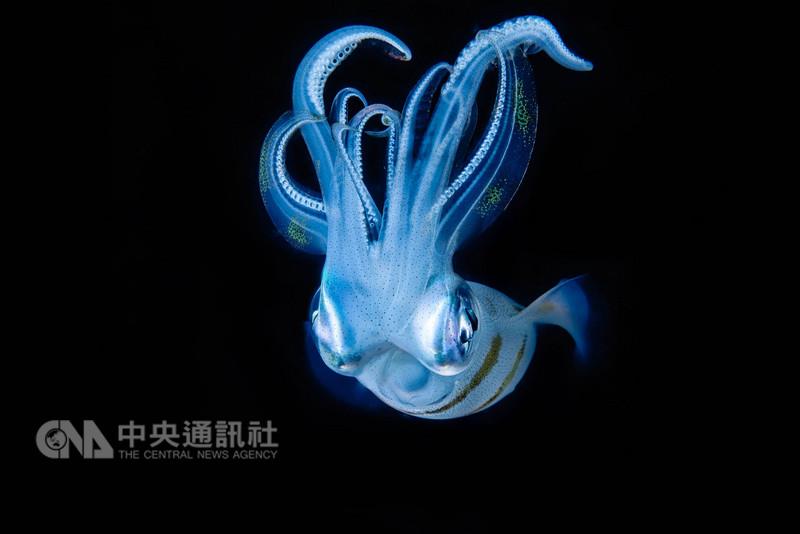 攝影師陳翰旭作品《黑夜的水下精靈》在10萬張參賽作品中脫穎而出奪台灣首獎。 圖：中央社（台灣索尼提供）