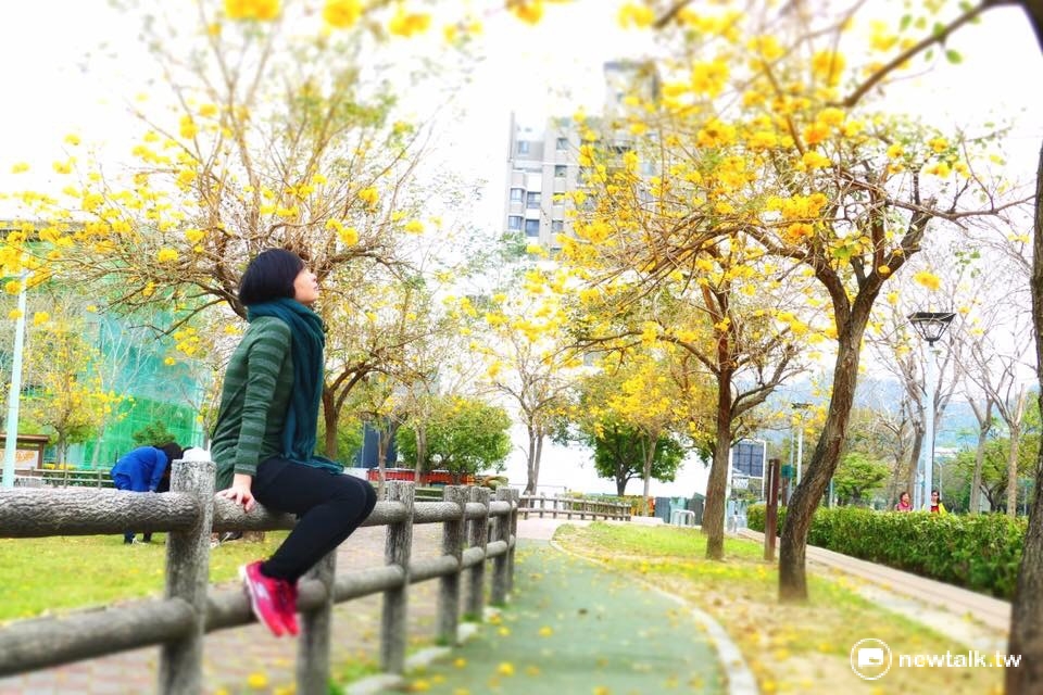台中廍子公園的黃花風鈴木花況正好。