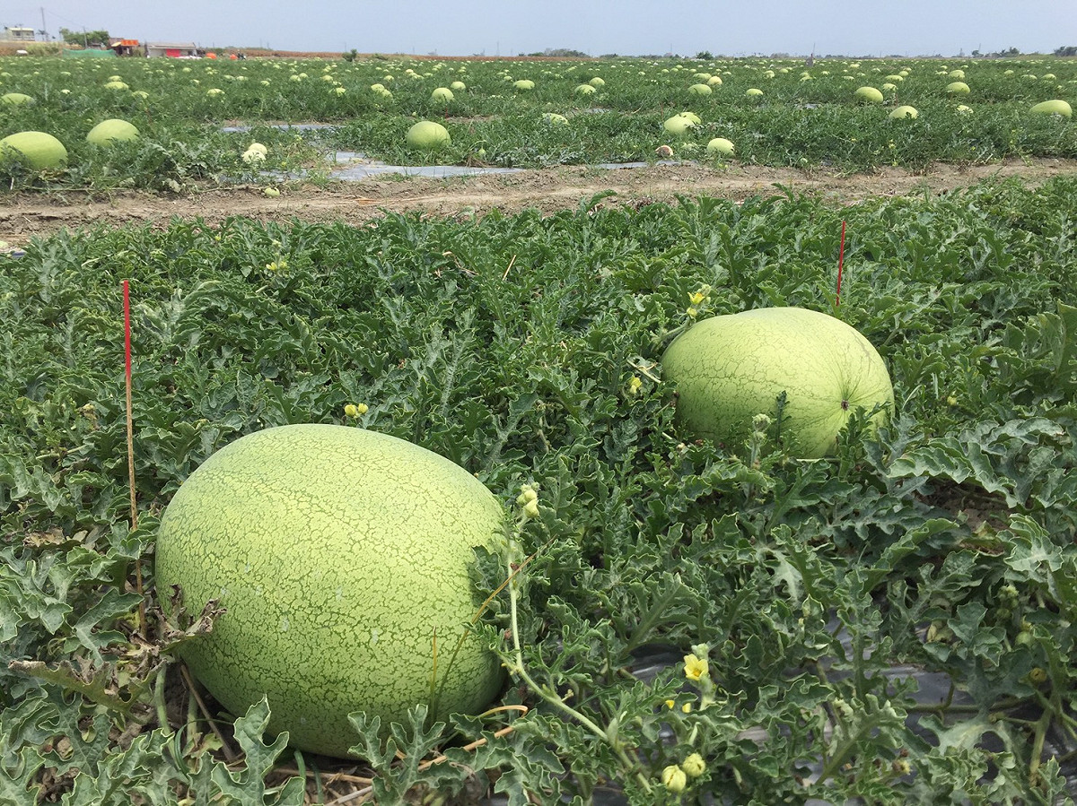 嘉義縣鹿草鄉的西瓜物美價廉，4月1日將舉辦西瓜節。 圖:嘉義縣政府提供