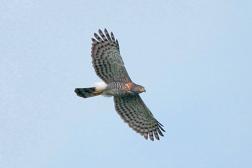 鳳頭蒼鷹 圖:翻攝自北觀風管處/陳王時攝