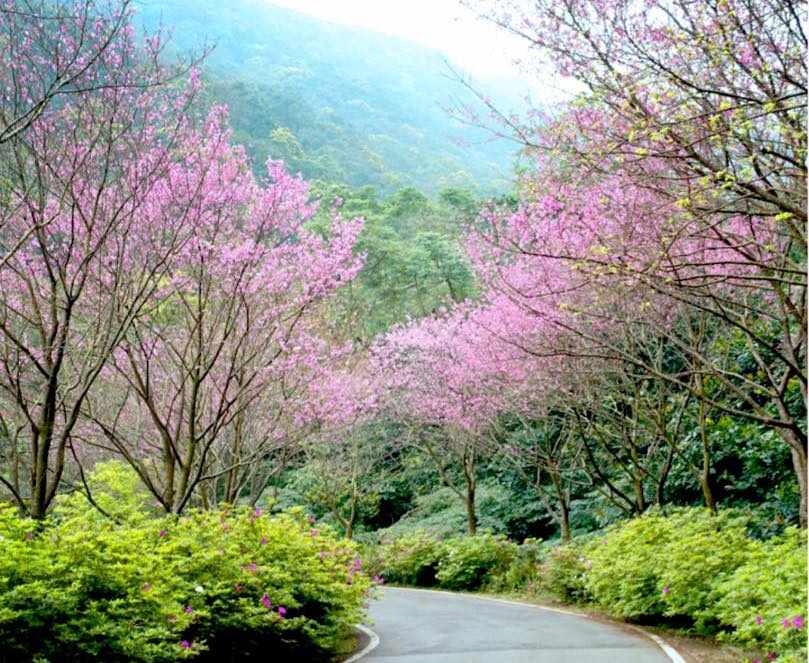 三芝青山路上的櫻花大約開了七成，車輛行駛其間十分浪漫。 圖： 翻攝自賞花賞螢快報臉書