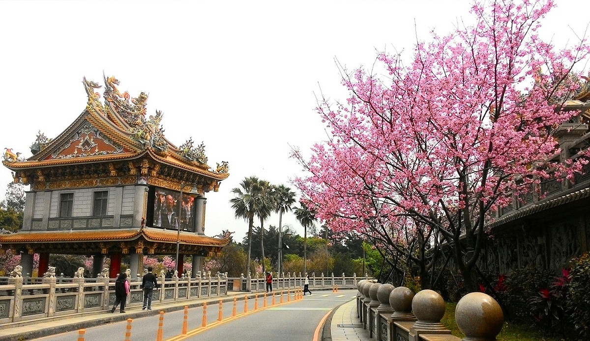 林口竹林寺櫻花盛開中。 圖： 翻攝自賞花賞螢快報臉書