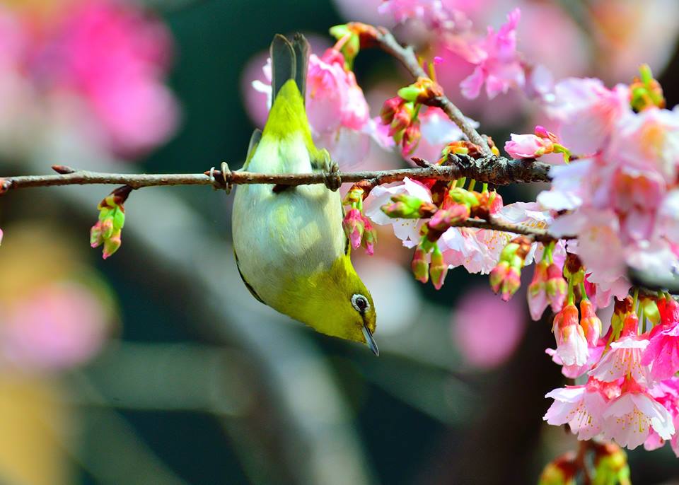 春天正是賞花天，今年因為暖冬的影響，花期格外長。 圖：謝佑欣提供