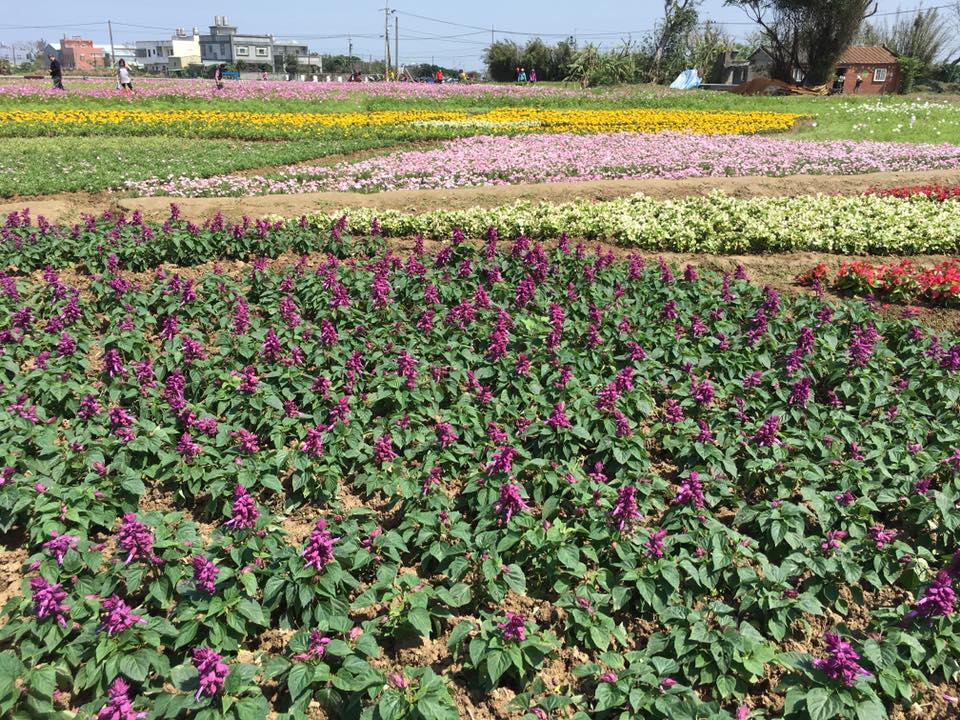 「2017桃園彩色海芋季」活動現場，除了彩色海芋外，還有各種美麗的花草。 圖：翻攝自桃園彩色海芋季臉書