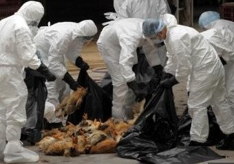 防疫人員撲殺禽流感染病雞隻情形 圖：新頭殼資料畫面