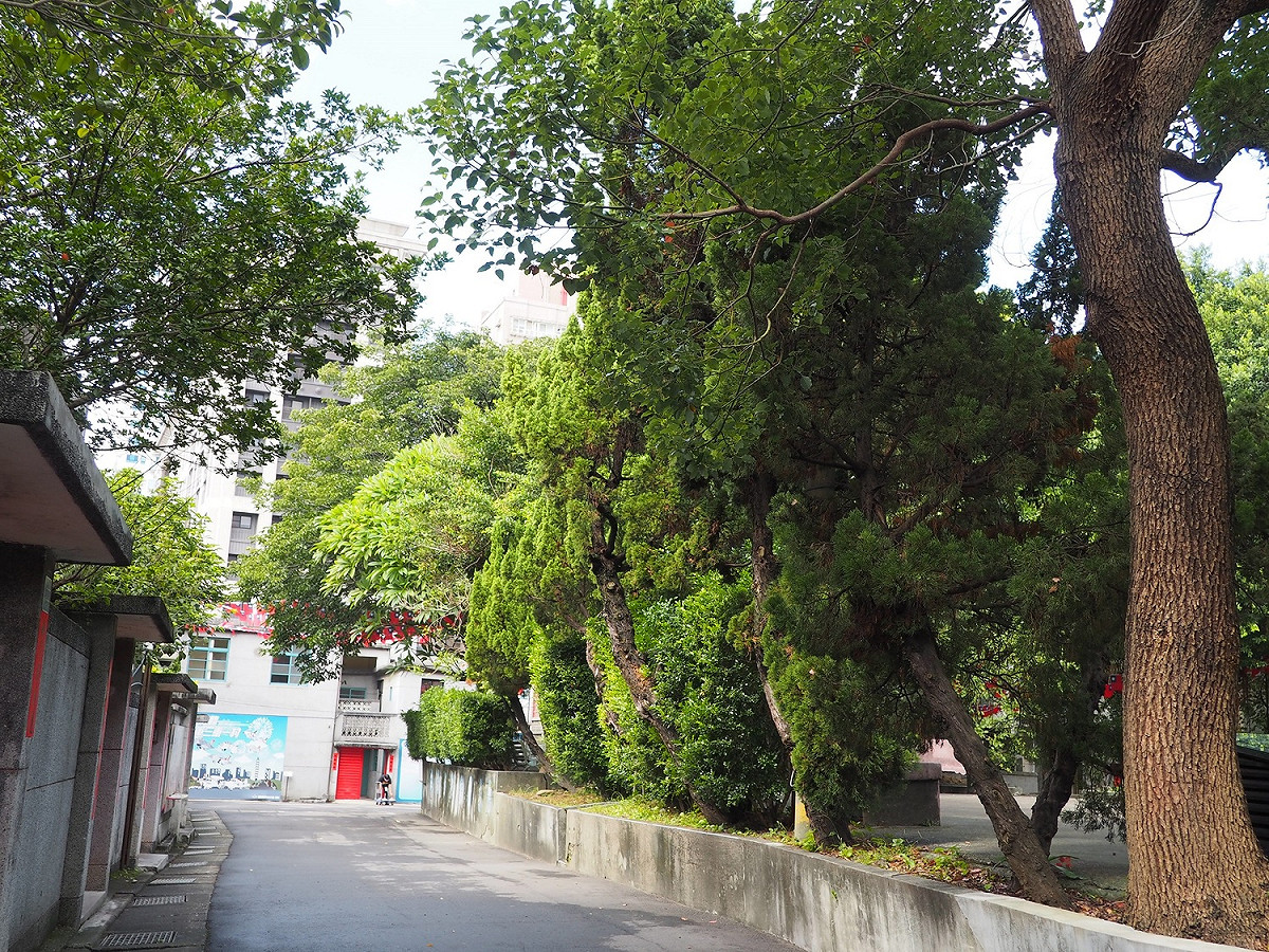 空軍三重一村松柏成排是天然的空氣清淨機。 圖：新北市文化局提供