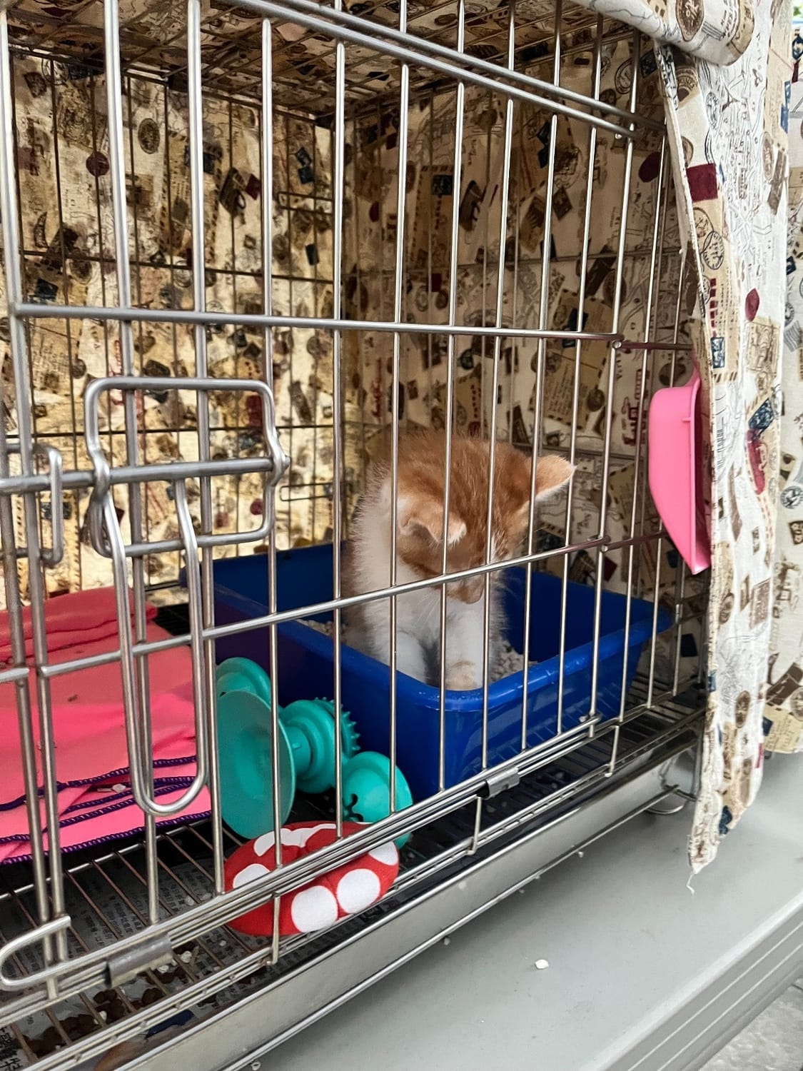 活動現場有可愛、穩定的犬貓與民眾互動。 圖：新北市動保處提供