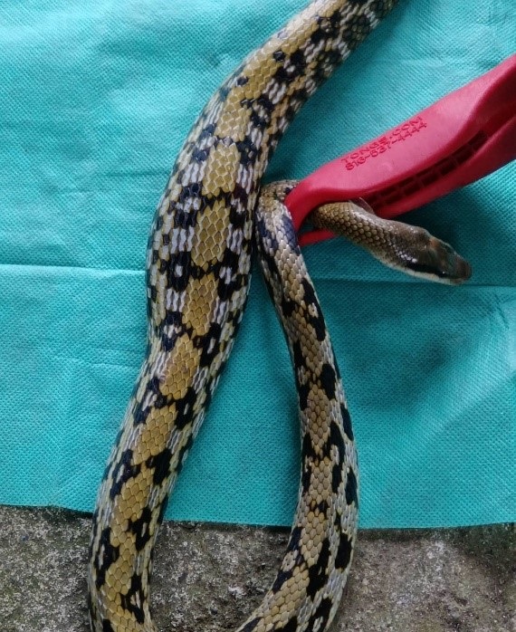 蛇類可以吞食比自已體積還要大的獵物。 圖：新北市動保處提供
