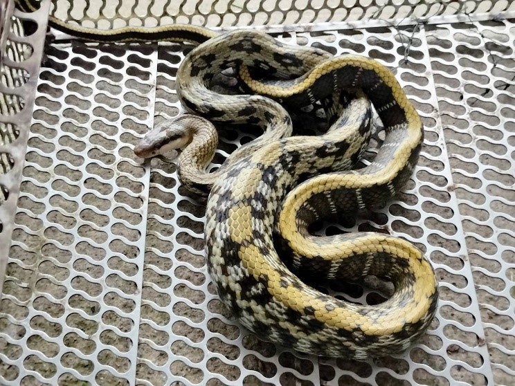 貪吃蛇吞食大老鼠後，腹部明顯撐大行動緩慢。 圖：新北市動保處提供