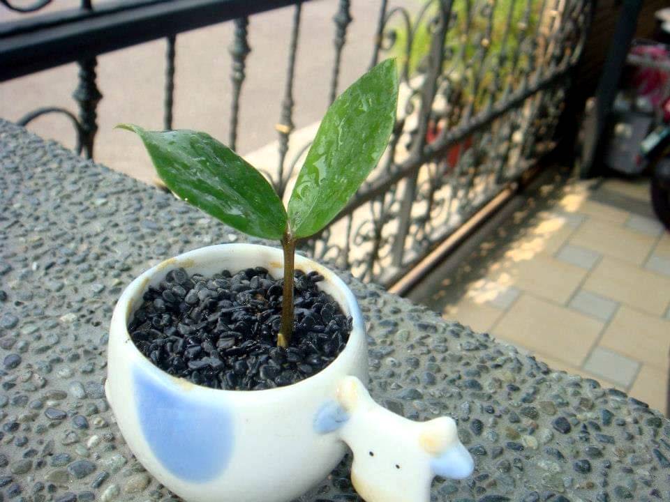 移植到可愛小盆，變身小巧可愛植栽。 圖：新北市景觀處提供