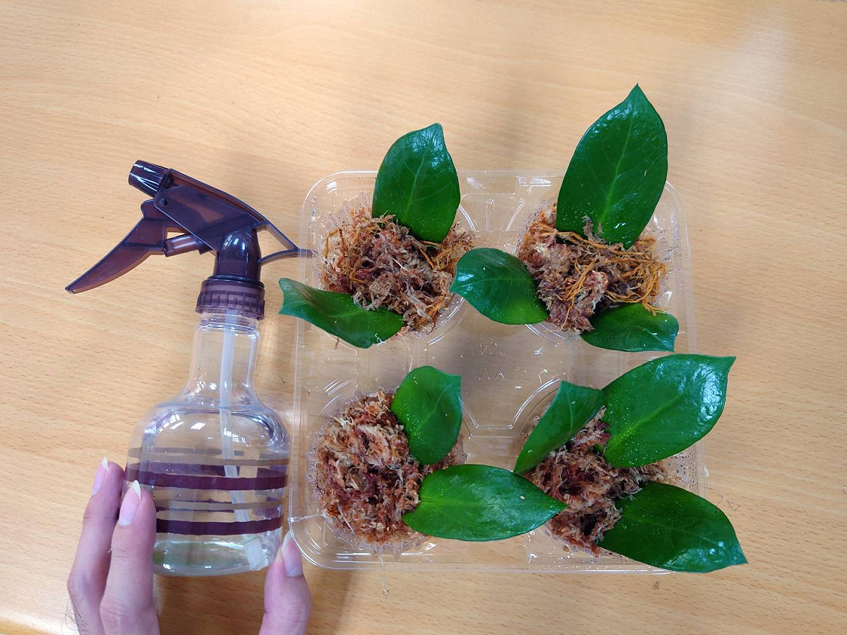 葉插後的完成照，以噴霧器或灑水器補水皆可。 圖：新北市景觀處提供