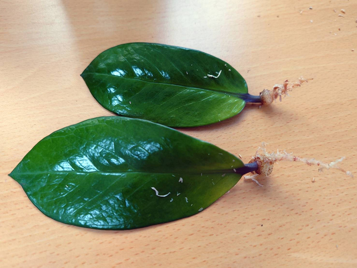 養球莖2個月左右發根，約再1~2個月可發枝芽。 圖：新北市景觀處提供