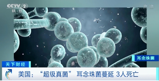 「超級真菌」（ 俗稱耳念珠菌，學名耳道假絲酵母菌 ）。 圖 : 翻攝自CCTV