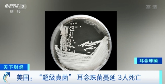 「超級真菌」（ 俗稱耳念珠菌，學名耳道假絲酵母菌 ）。 圖 : 翻攝自CCTV