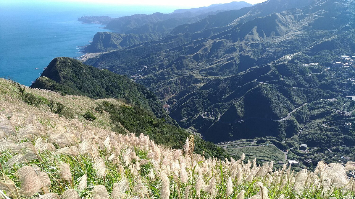 九份山城翻飛芒草花穗搭配層層疊疊山巒海岸令人驚艷。 圖：新北市觀旅局提供