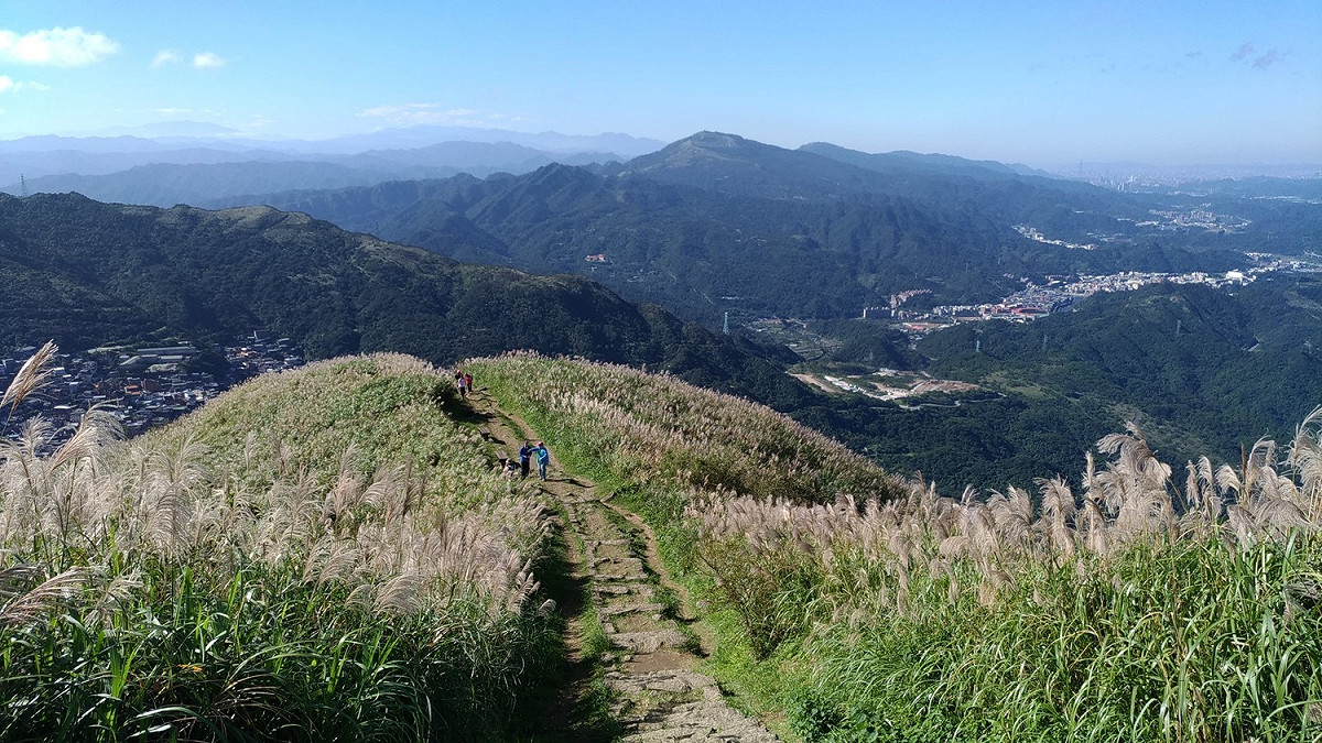 基隆山步道沿線滿布五節芒，蒼茫氣象令人讚嘆。 圖：新北市觀旅局提供