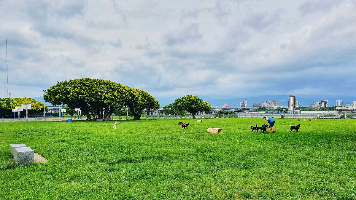 三重寵物公園-狗狗們三五成群開心玩。 圖：新北市高灘處提供