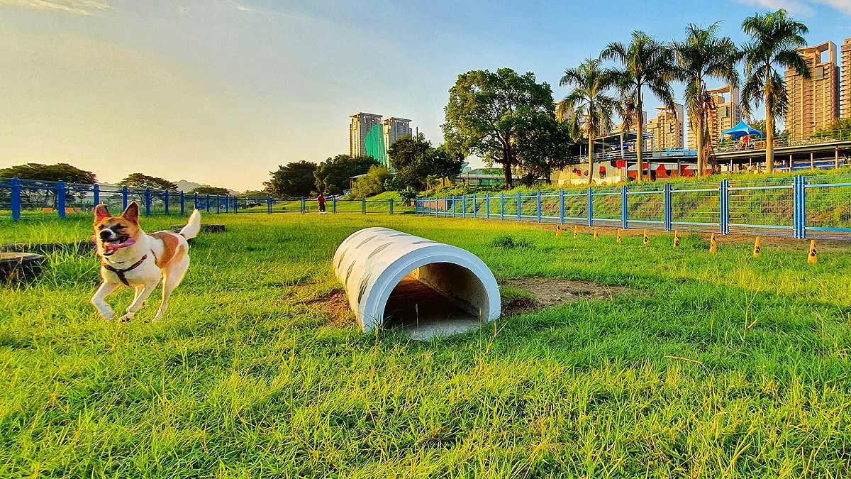 親情寵物公園-更新後的圍籬讓寵物公園更友善安全。 圖：新北市高灘處提供