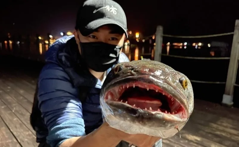 魚虎是日月潭的生態殺手。 圖：翻攝自臉書 日月潭一等高