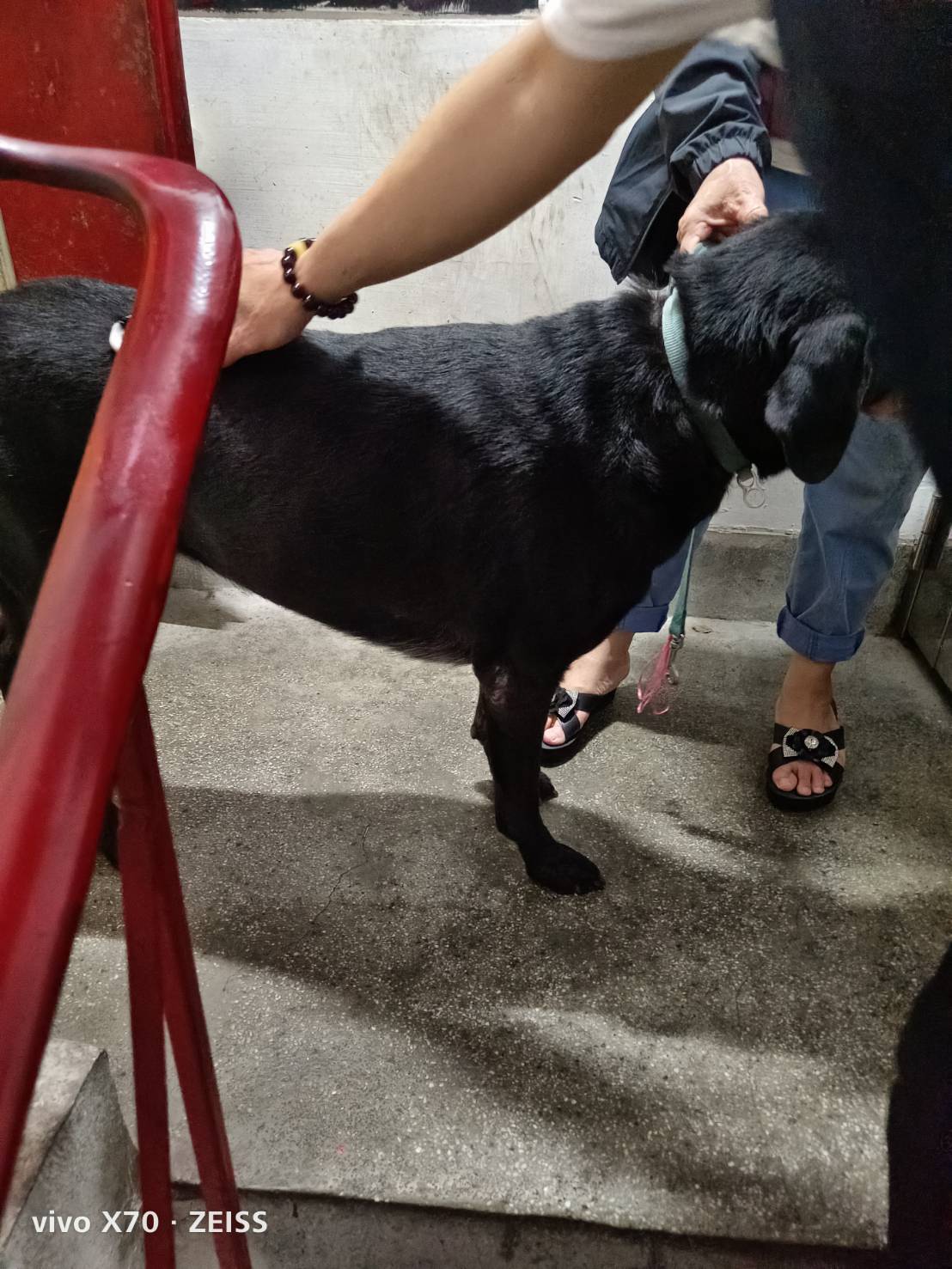 飼主將犬隻帶至樓梯掃瞄晶片。    圖：新北市動保處提供