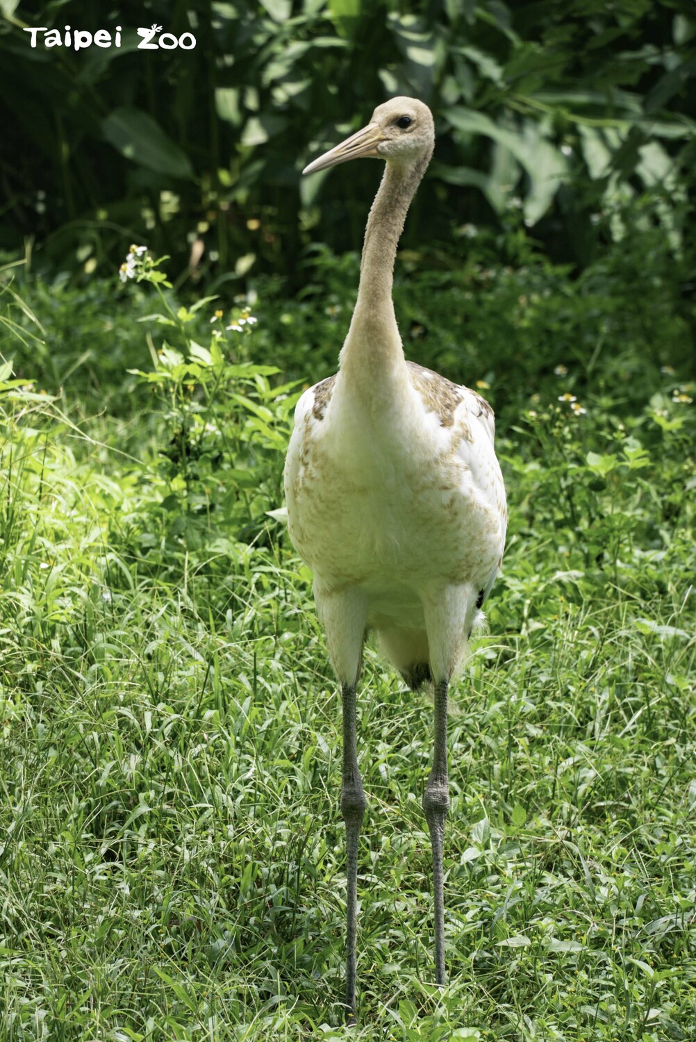 園方近日進行DNA性別鑑定，結果出爐「哩鶴」是女生。 圖：台北市立動物園／提供