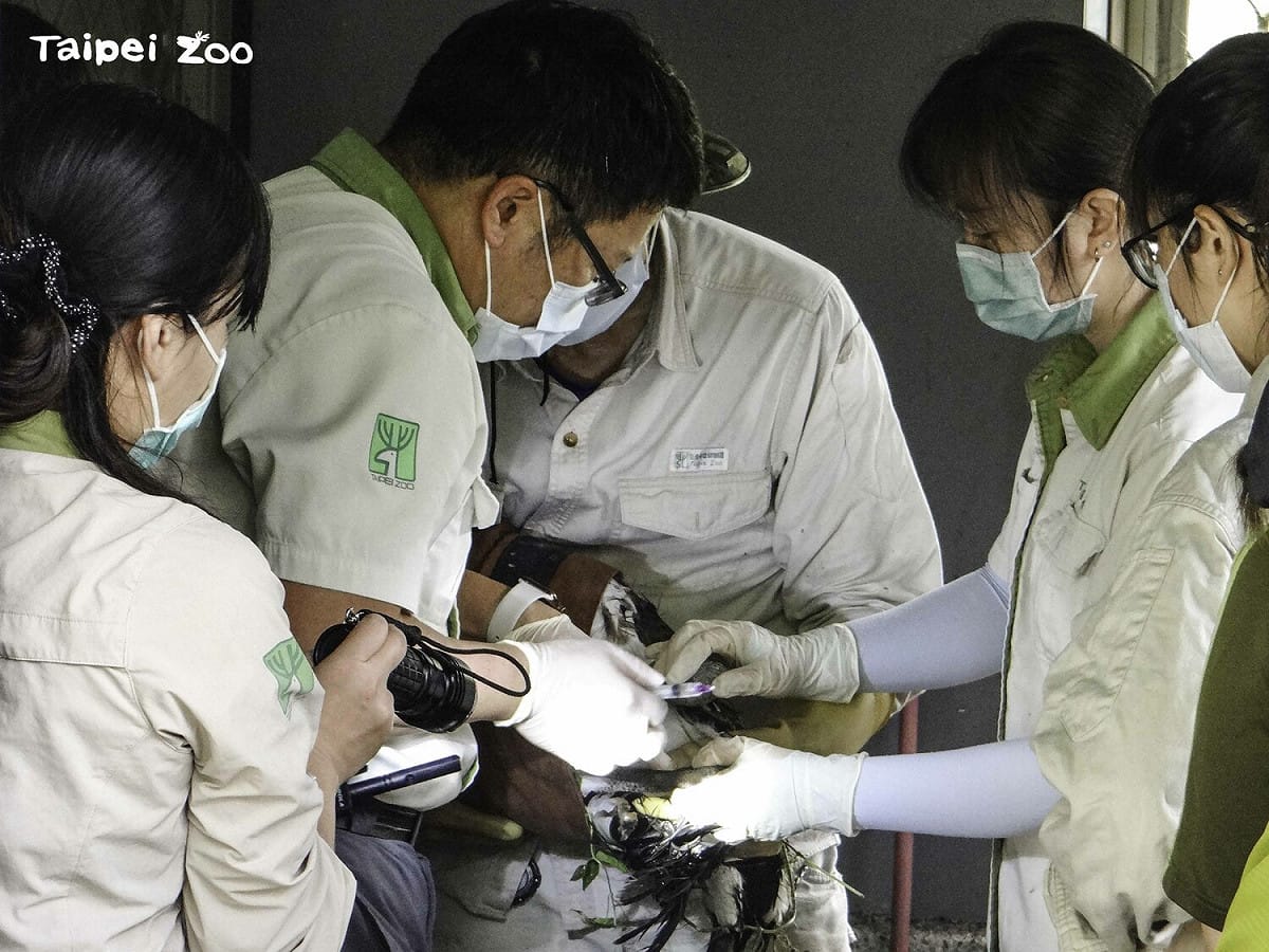 丹頂鶴雌雄外型長得幾乎一模一樣，很難從外觀分辨性別，因此園方進行DNA性別鑑定。 圖：台北市立動物園／提供