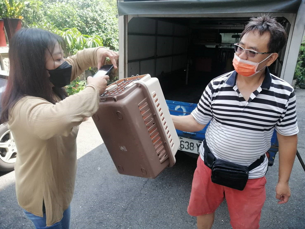 淡水區幸福里長李佳倩到場確認捕捉成功。 圖：新北市動保處提供