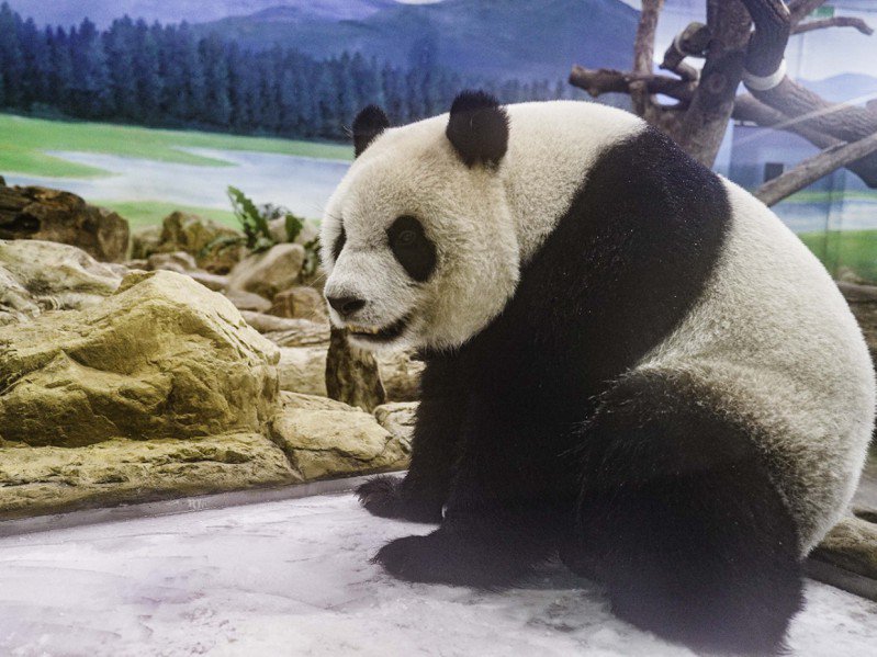 圓仔在冰床上面享受滑來滑去，意外成了滑冰高手。 圖：台北市立動物園/提供