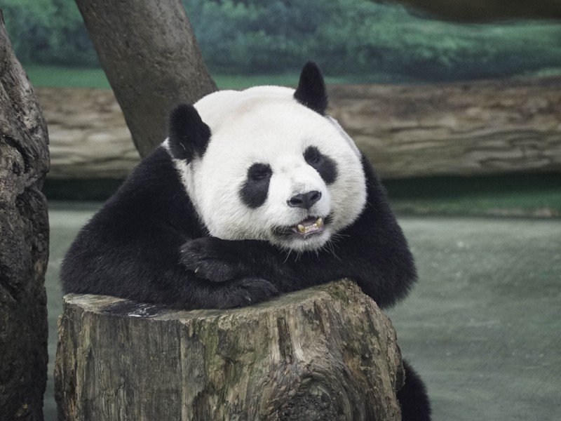 大貓熊「圓圓」很享受早餐後的小憩時光。 圖：台北市立動物園/提供