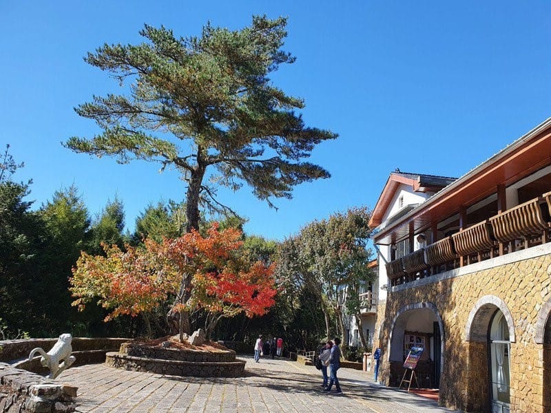 塔塔加遊客中心前的紅葉，因地處海拔2600公尺，一般都會正常轉色，呈現通紅景象，吸引很多遊客到訪。 圖：玉山國家公園管理處／提供