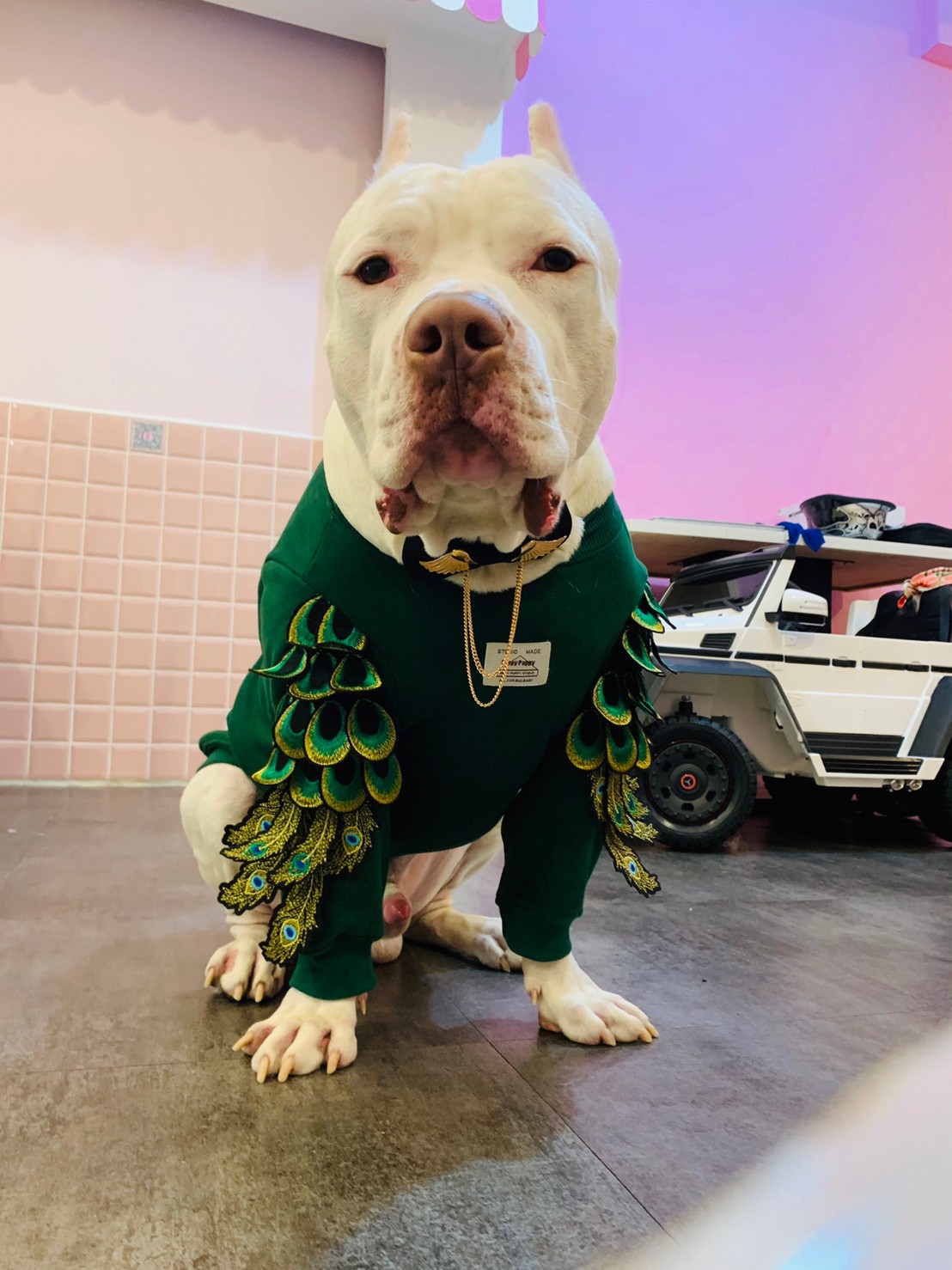 新北市比特犬絕育補助申辦期間自即日起至12月9日止。 圖：新北市動保處提供