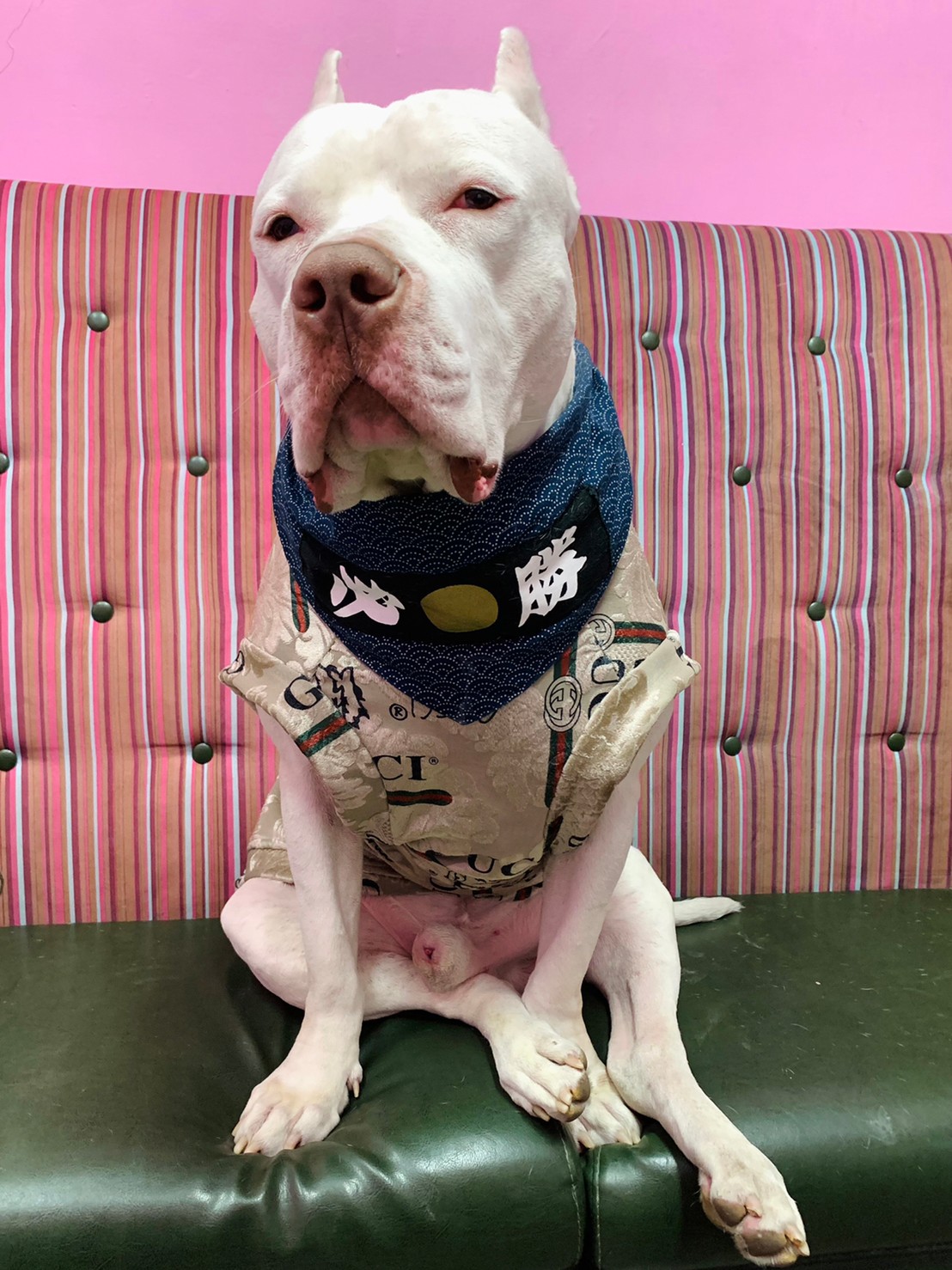 飼主記得帶家中比特犬絕育，否則可能面臨5萬元至25萬元罰鍰處分。 圖：新北市動保處提供