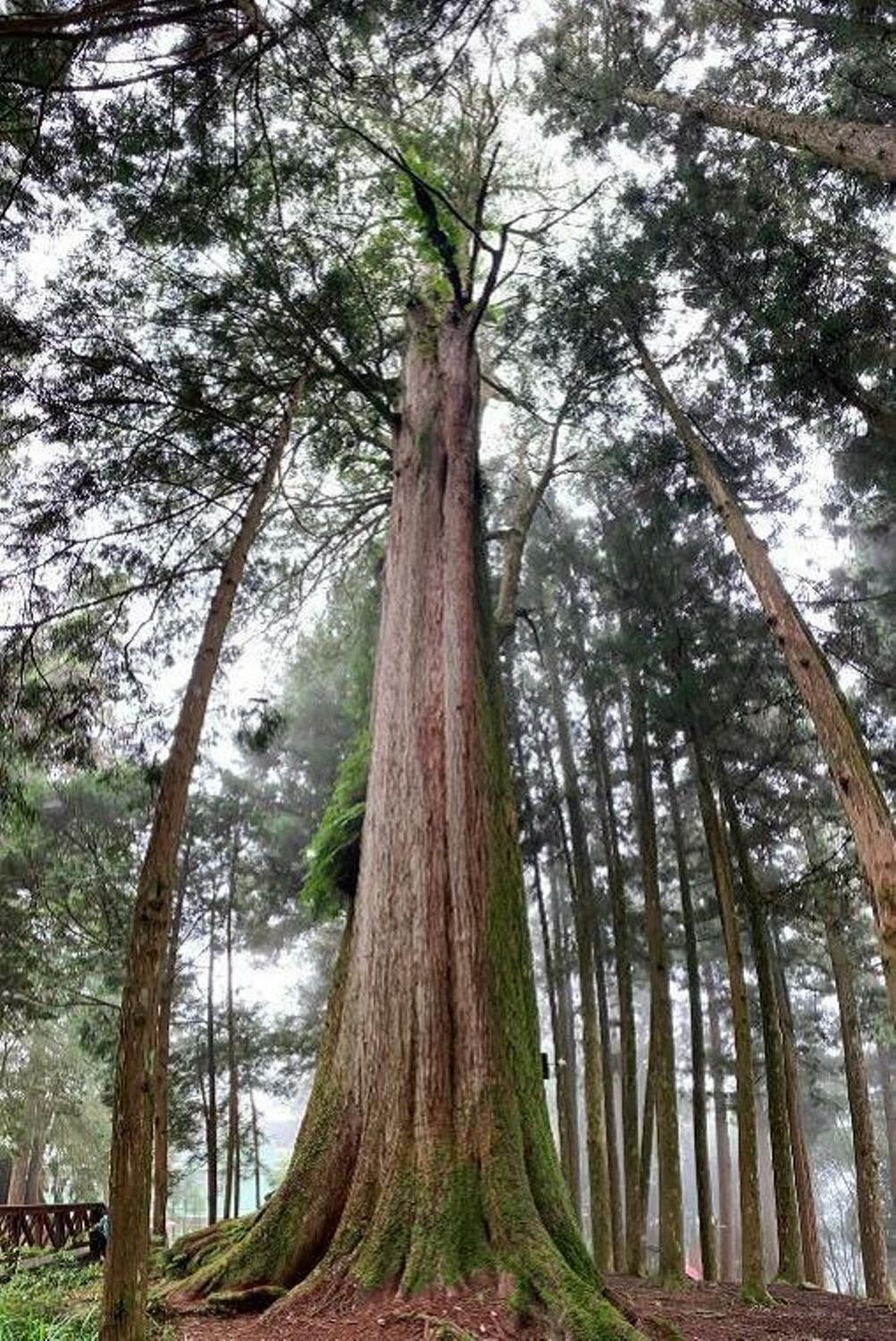 本次活動在充滿芬多精的千歲檜周邊舉辦。 圖：阿里山國家森林遊樂區／提供