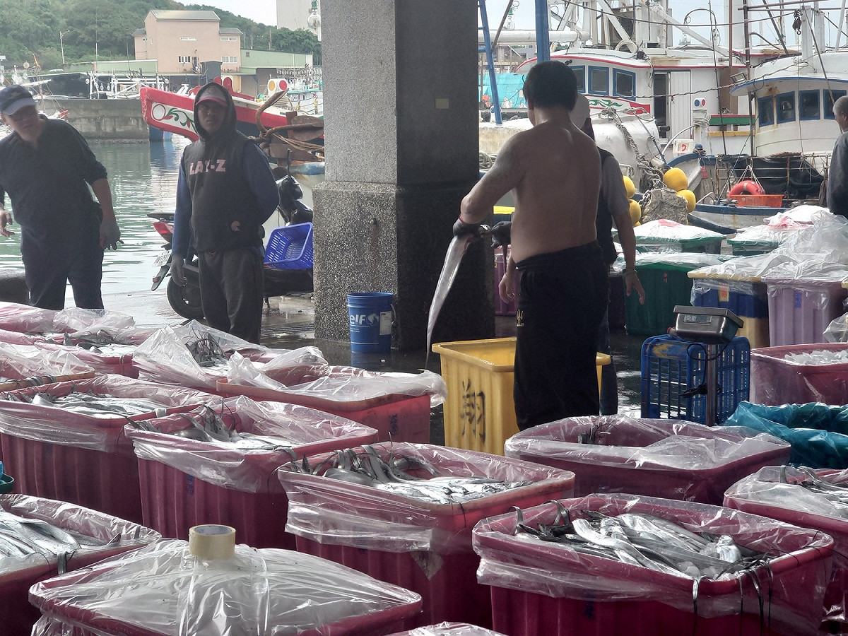 漁港馬頭等待交易的白帶魚。 圖：新北市漁業處提供