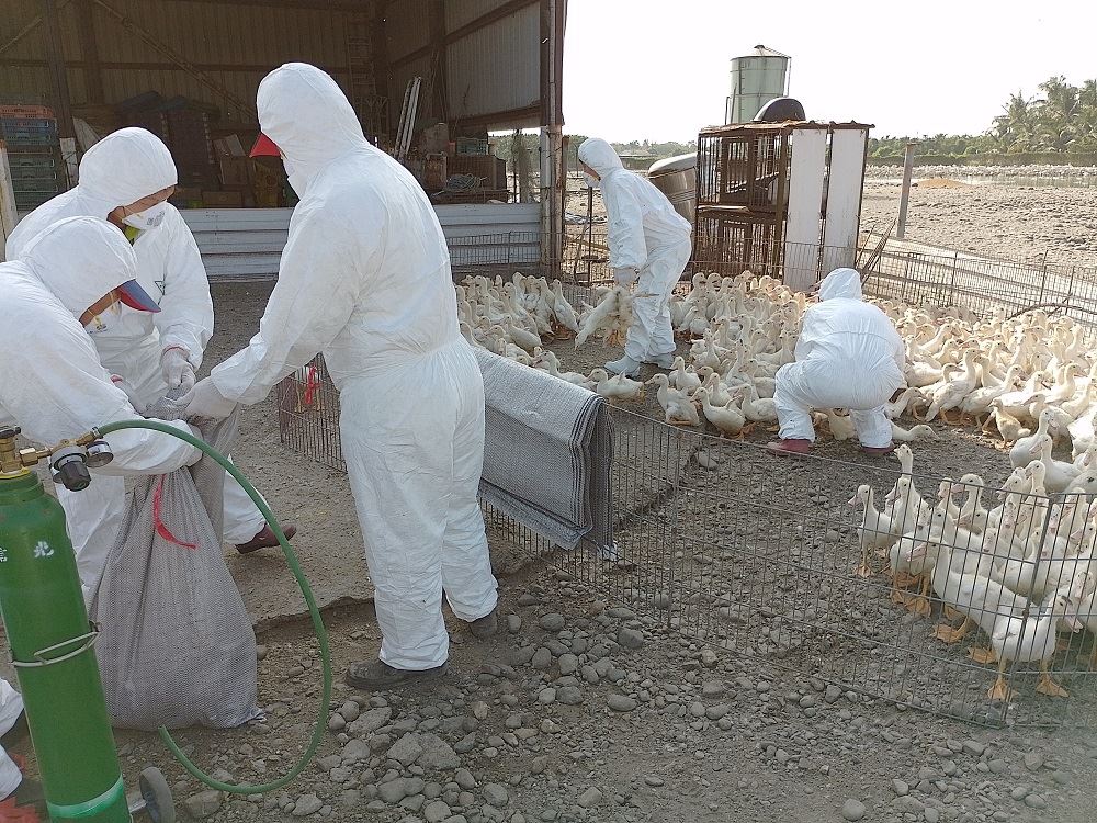 屏東縣動物防疫所於今日在高樹鄉1場肉鴨場，檢體確診H5N2亞型(b分支)高病原性禽流感。 圖：屏東縣政府／提供